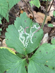 Phytomyza saniculae