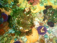 Exallosorus harveyanus