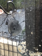 Baeolophus inornatus