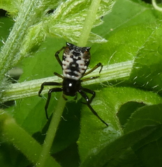 Micrathena patruelis
