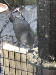 Baeolophus inornatus