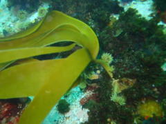 Laminaria pallida