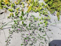 Abronia umbellata breviflora