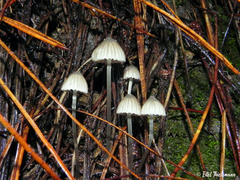 Mycena alcalina