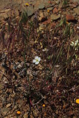 Heliophila carnosa
