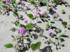 Abronia umbellata breviflora