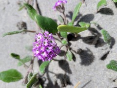 Abronia umbellata breviflora