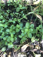 Veronica serpyllifolia