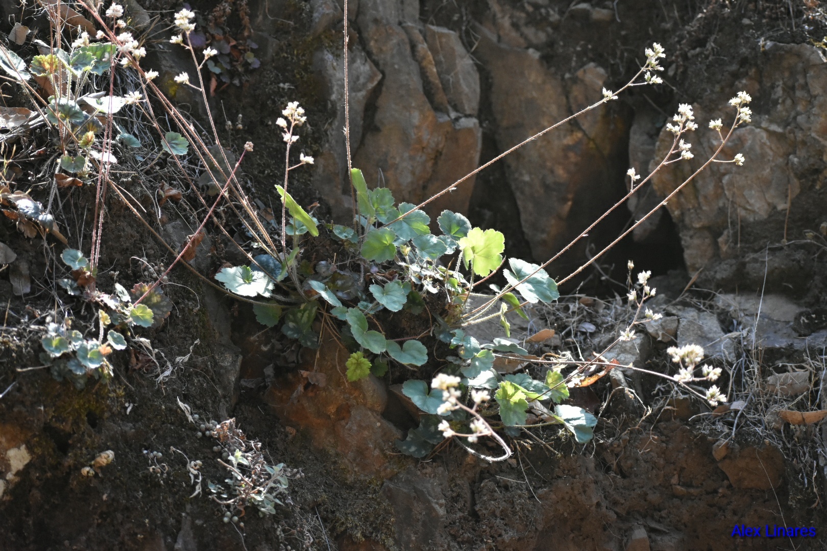 Heuchera rosendahlii - Growing Guide & Care Tips | BioGardens.org
