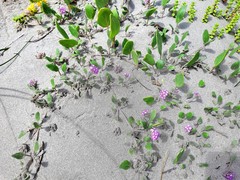 Abronia umbellata breviflora