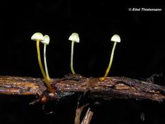 Mycena chusqueophila