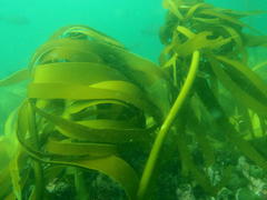 Laminaria pallida