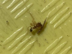 Pheidole californica
