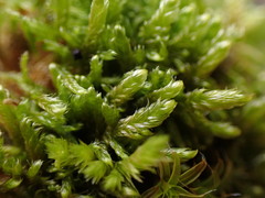 Hygrohypnum