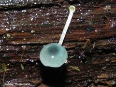 Mycena cyanocephala