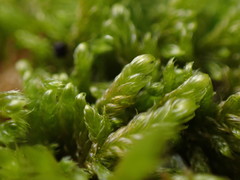Hygrohypnum