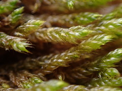 Hygrohypnum