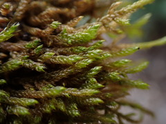 Hygrohypnum