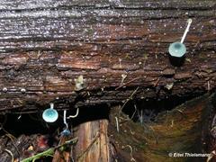 Mycena cyanocephala