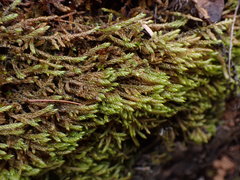 Hygrohypnum