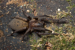 Uliodon albopunctatus