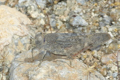 Bryodema