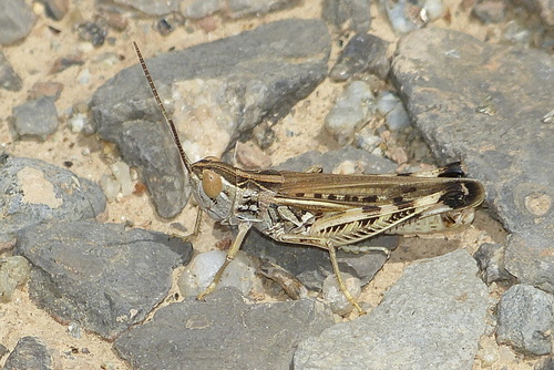 Turkish Black-spotted Grasshopper