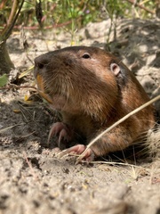 Smoky Pocket Gopher photo 5