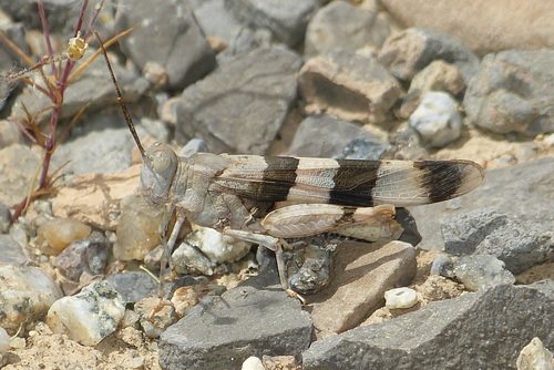 Sphingonotus octofasciatus