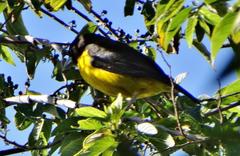 Ploceus bicolor bicolor