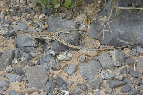 Mesalina watsonana