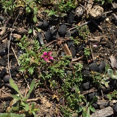 Diascia elongata
