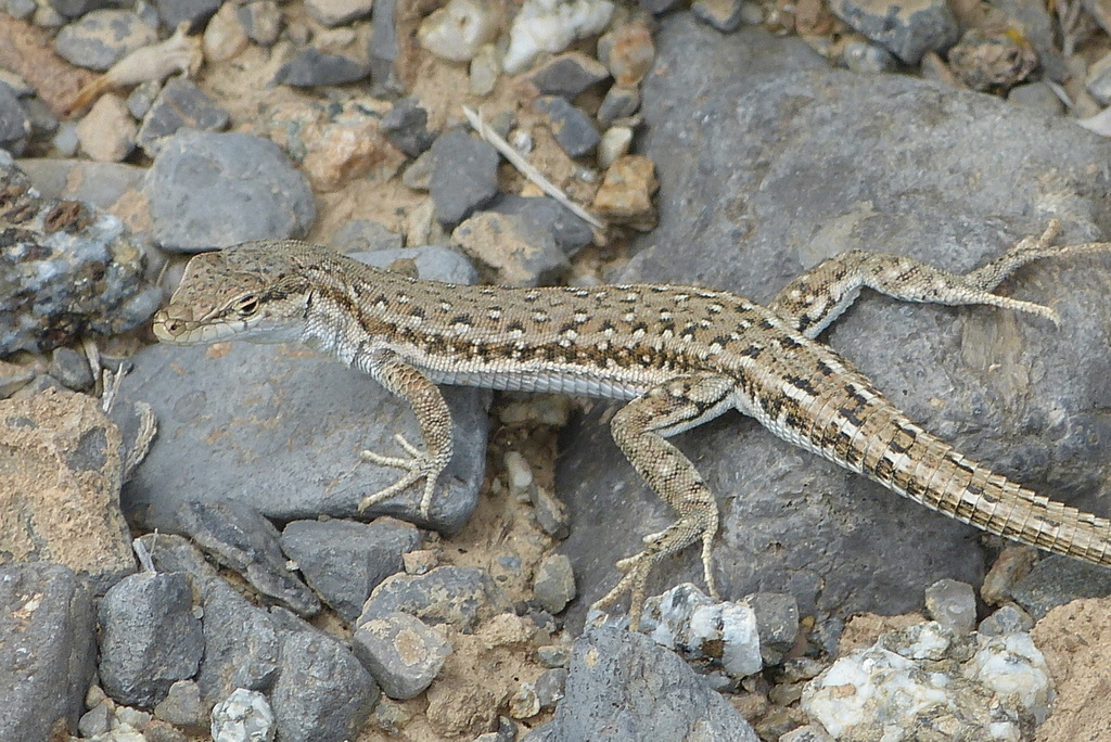 Spotted Lacerta