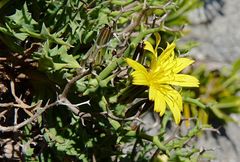 Launaea cervicornis