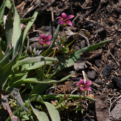 Diascia elongata