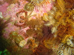 Achaeopsis spinulosa