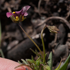 Diascia elongata