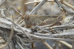 Acorypha insignis