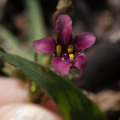 Diascia elongata