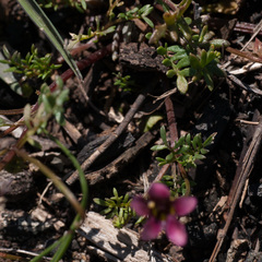 Diascia elongata