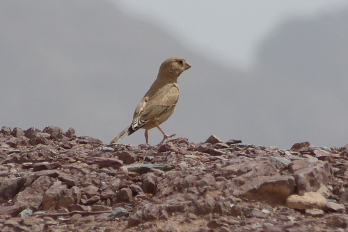 Trumpeter Finch