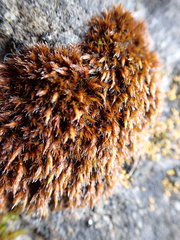 Schistidium papillosum