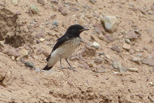 Variable Wheatear