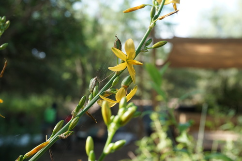 Echeandia texensis, photograph 3