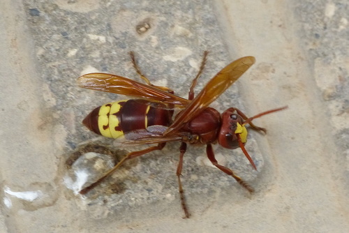 Oriental Hornet