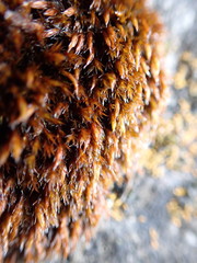 Schistidium papillosum