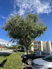 Dalbergia latifolia