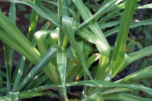 Image of Echeandia texensis by no rights reserved