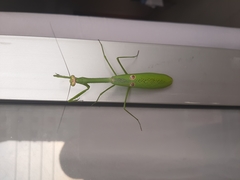 Stagmatoptera binotata