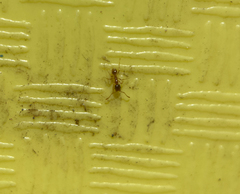 Pheidole californica